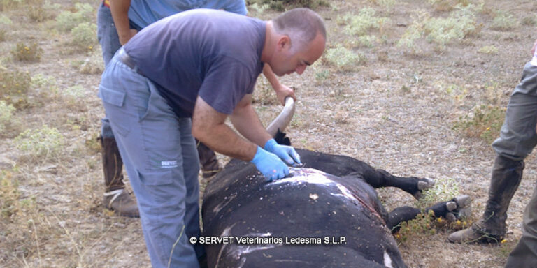 Cirugia toro de lidia