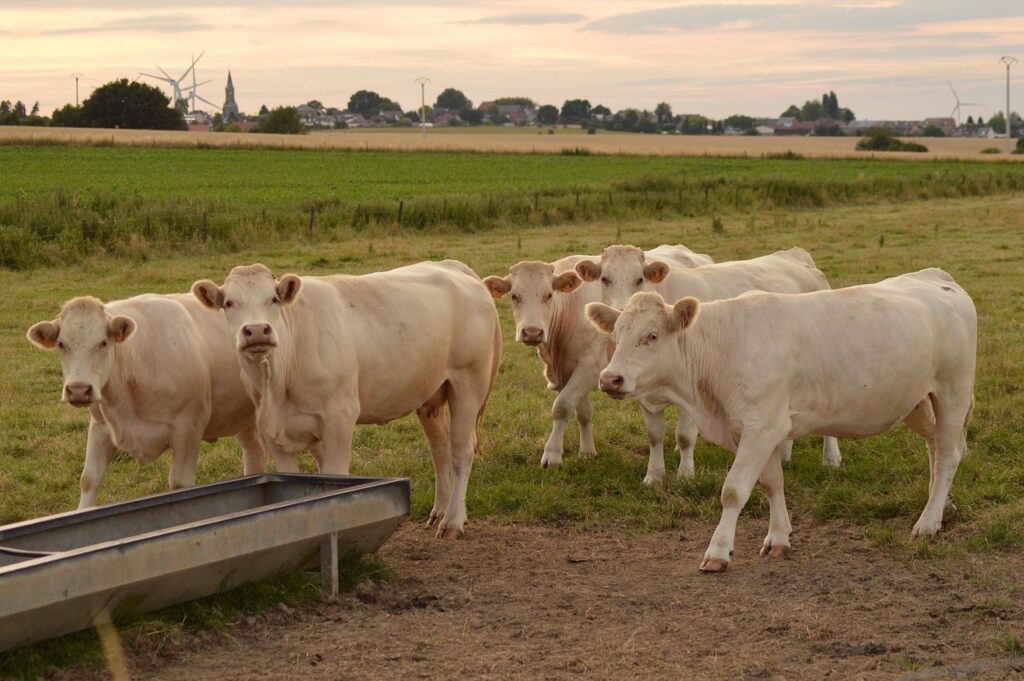Vacas veterinario rural